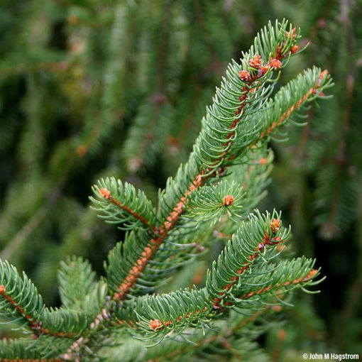 6' Norway Spruce