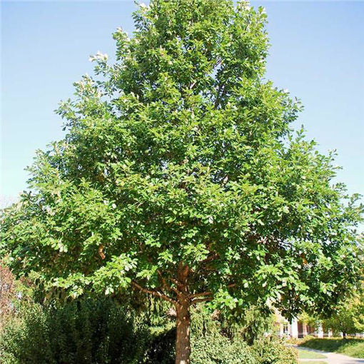 1.0ā Swamp Oak - š²