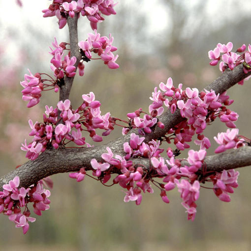 1.75β Forest Pansy Redbud - π²