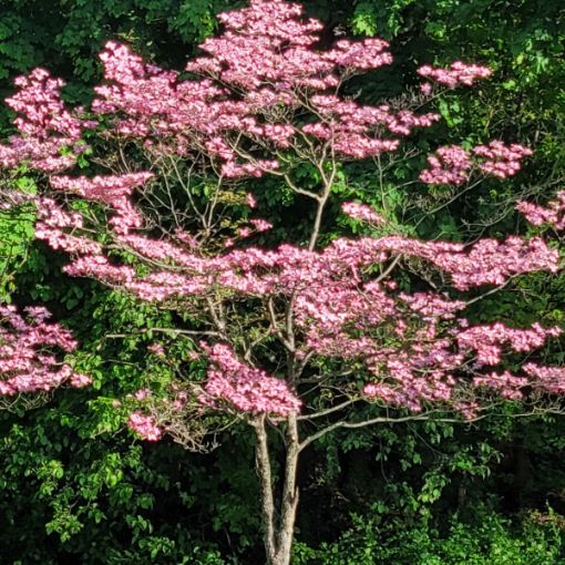 Pink Dogwood