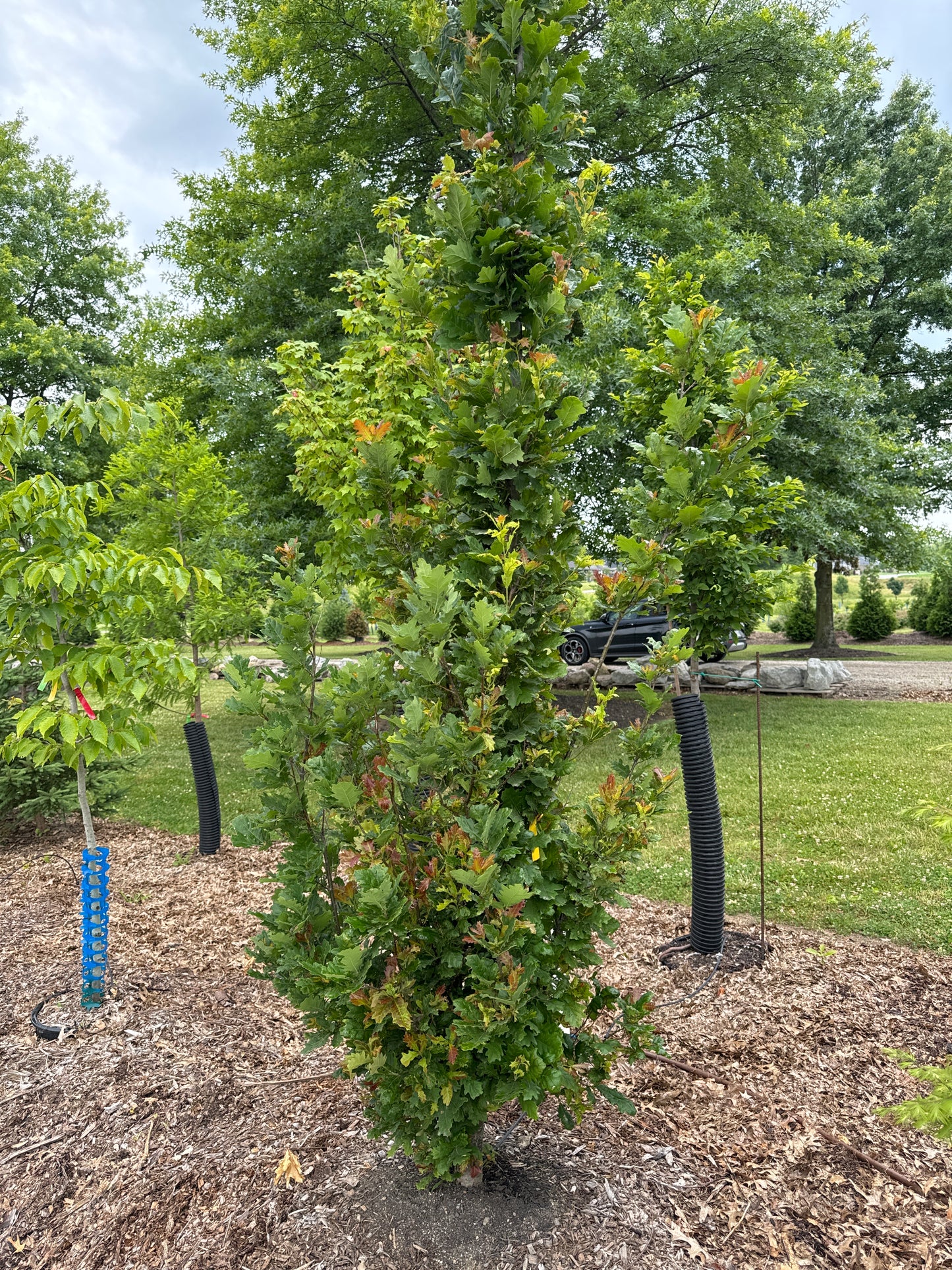 14' Sweet Spire Oak - 🌲