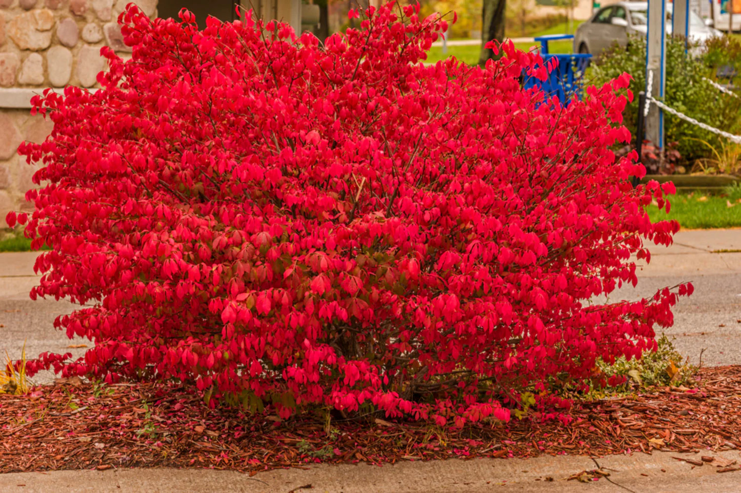 4' Burning Bush -🌲