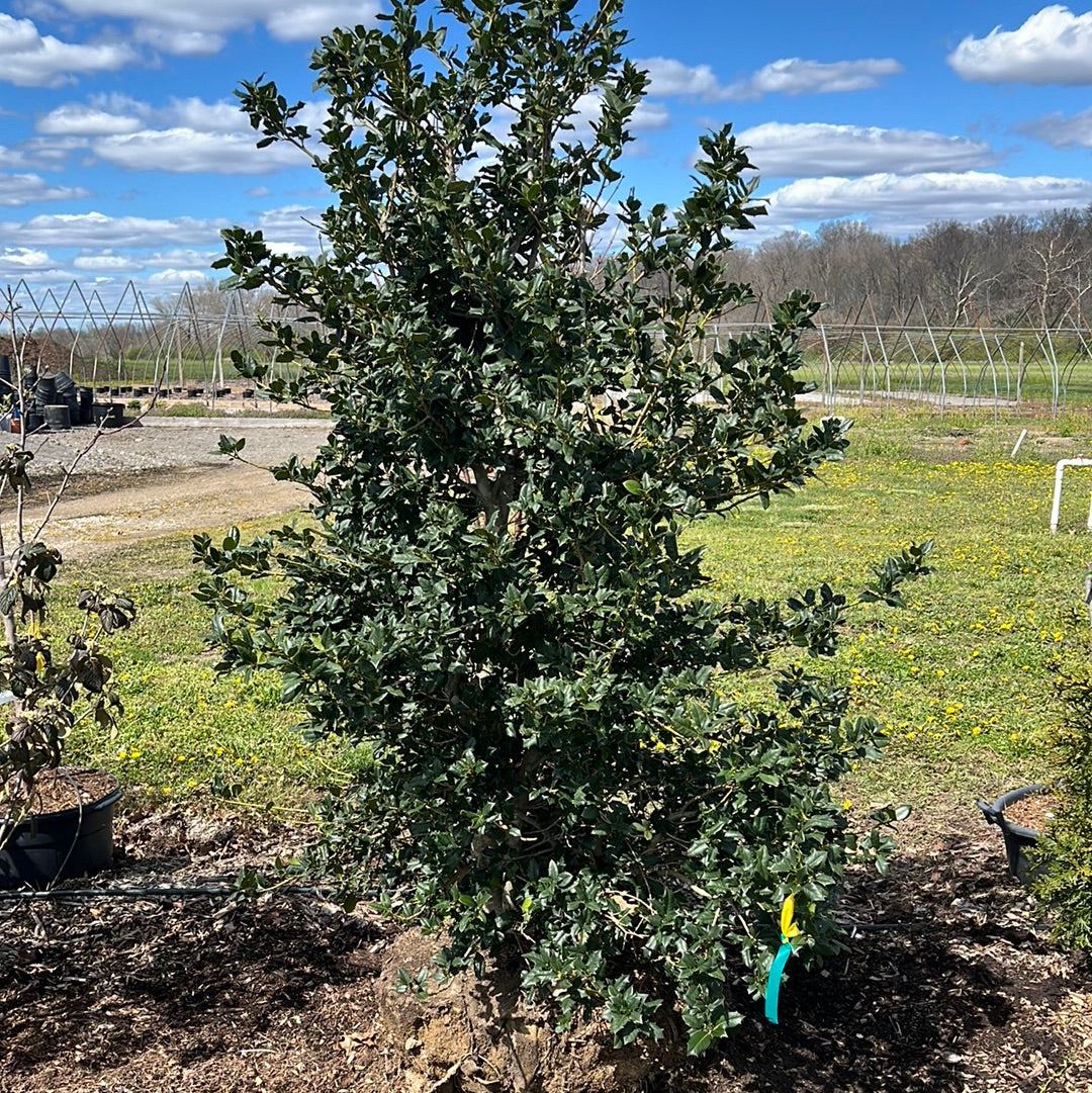 7' Nelly R Stephen's Holly Tree