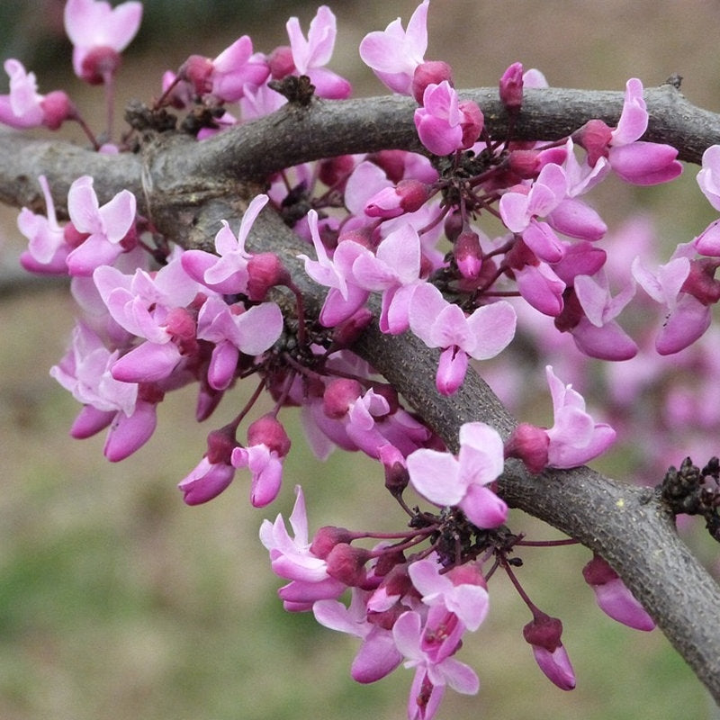 Baby Eastern Redbud