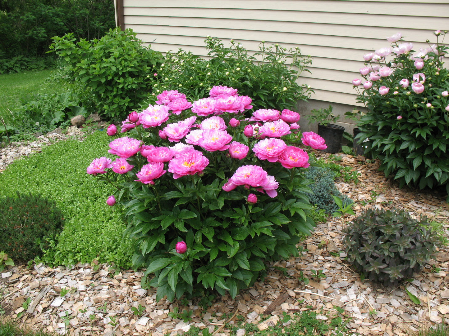 Peonias