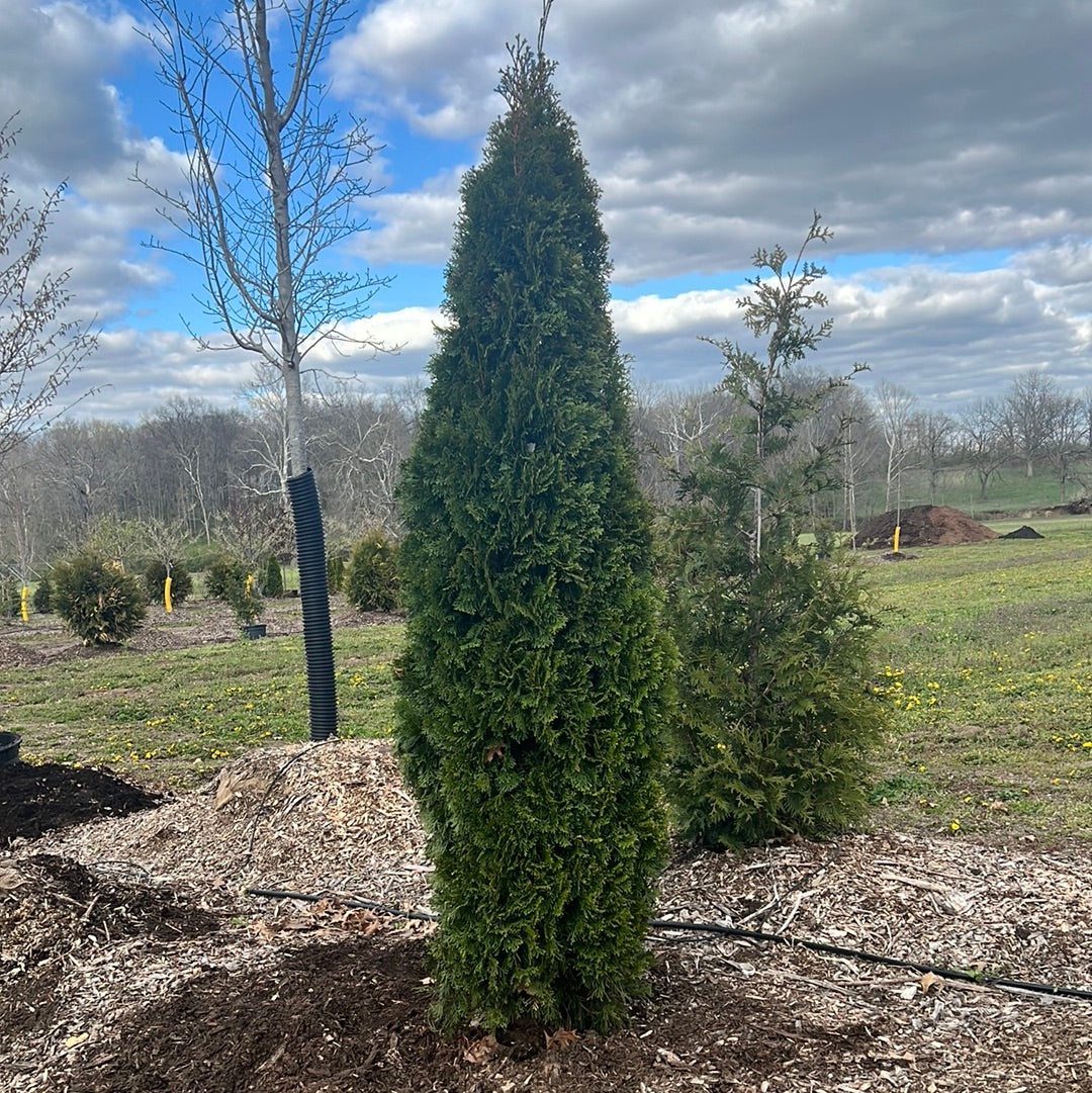 8 ‘ Emerald Green Arb