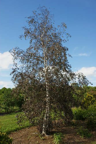 Royal Frost Riverbirch Clump - 10’