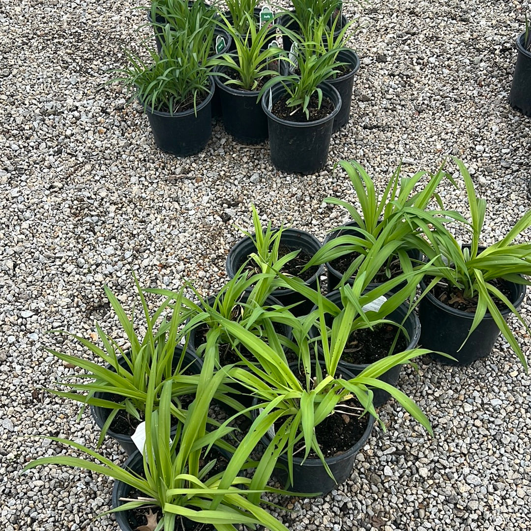 Daylilly-EarlyBird/Purple De Oro/Many Varities Available