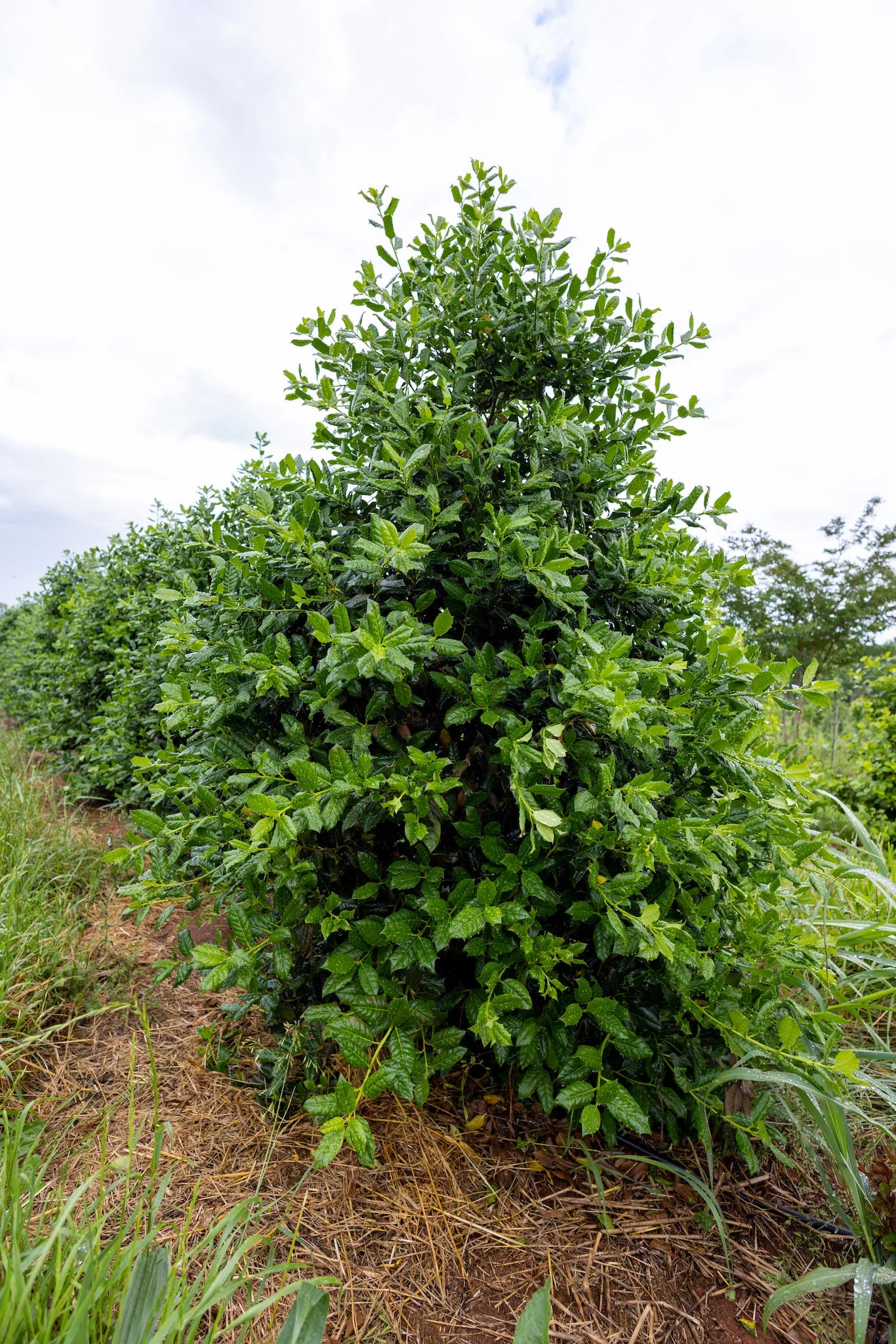 7' Nelly R Stephen's Holly Tree