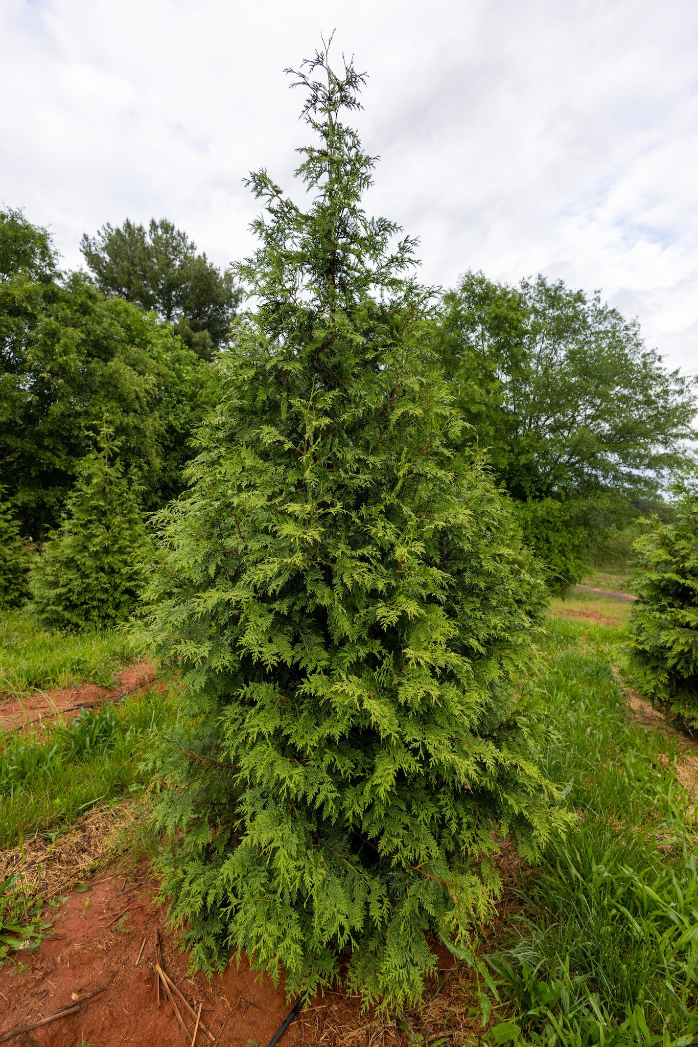 Green Giant Arborvitae - š²