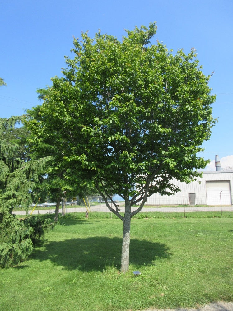 1.5” Blue Beech - 🌲