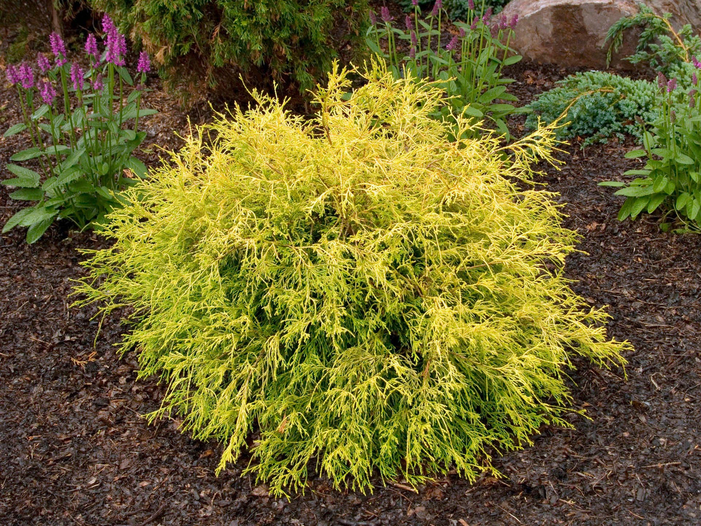 Golden Mop