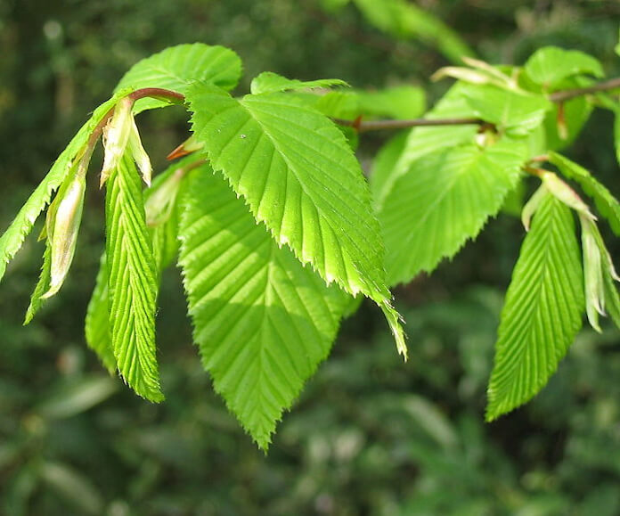 1.5 inch European Hornbeam - 🌲
