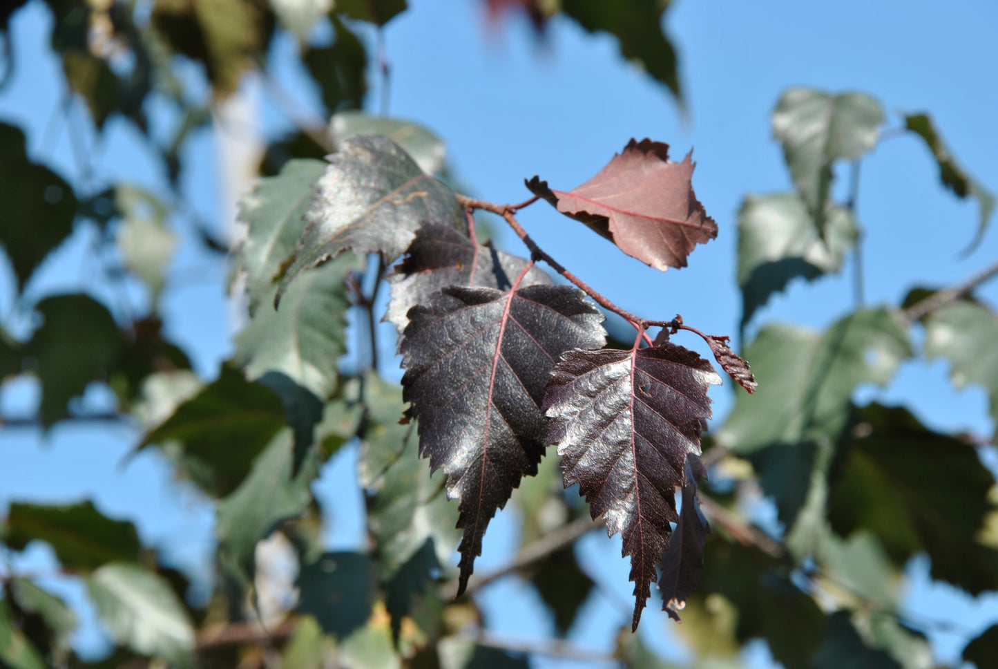 Royal Frost Riverbirch Clump - 10’