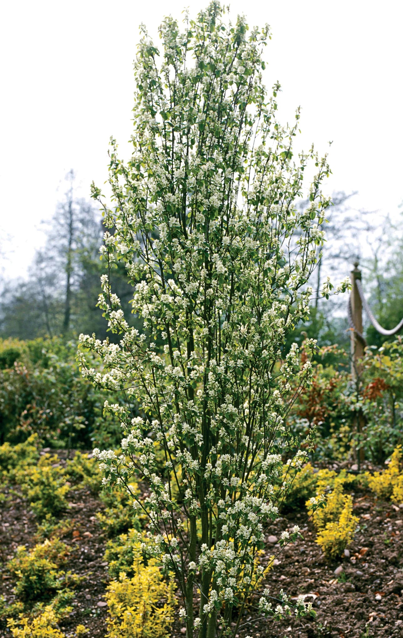 Amelanchier standing ovation
