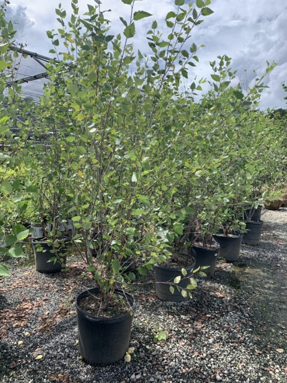 9-10’ Riverbirch 12/2023 (3.0)- 🌲
