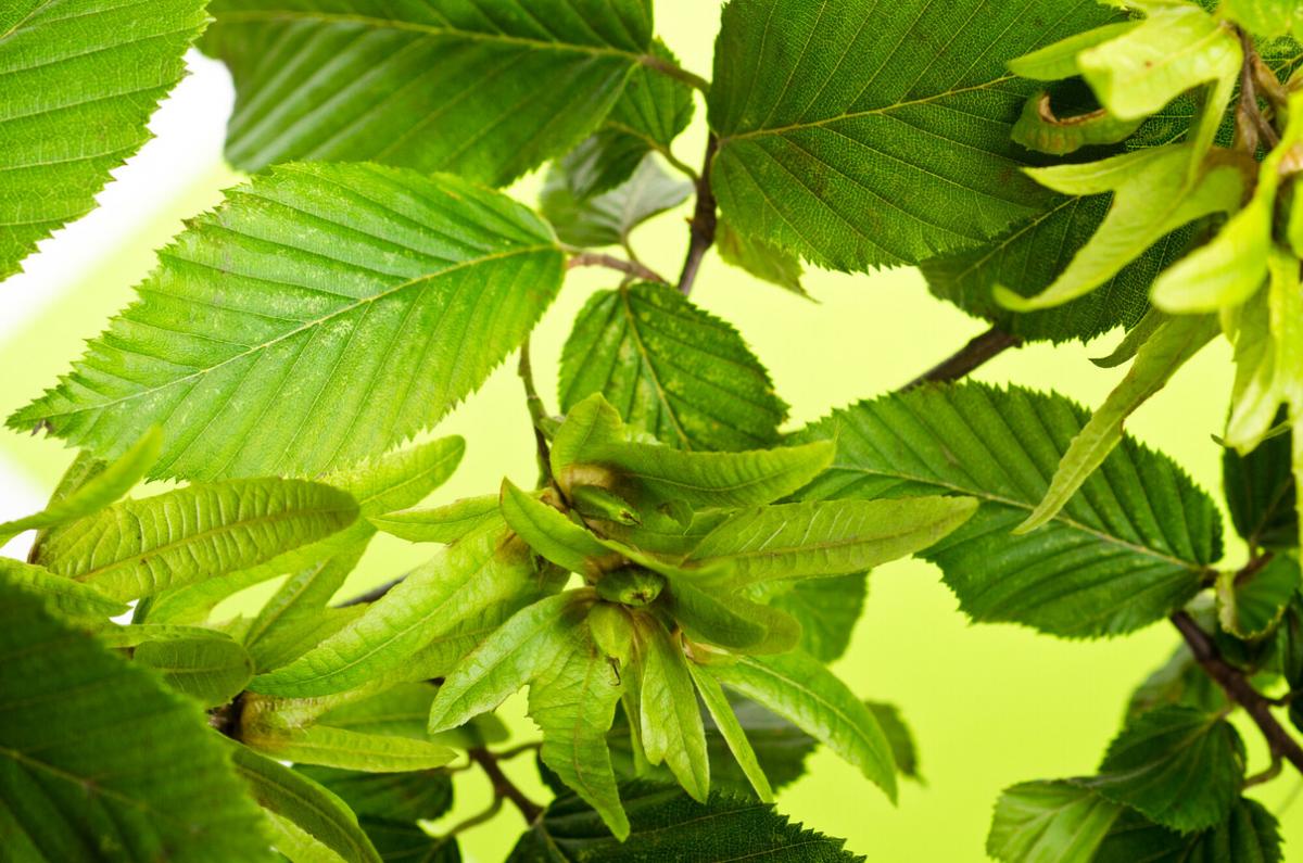 1.5 inch European Hornbeam - 🌲