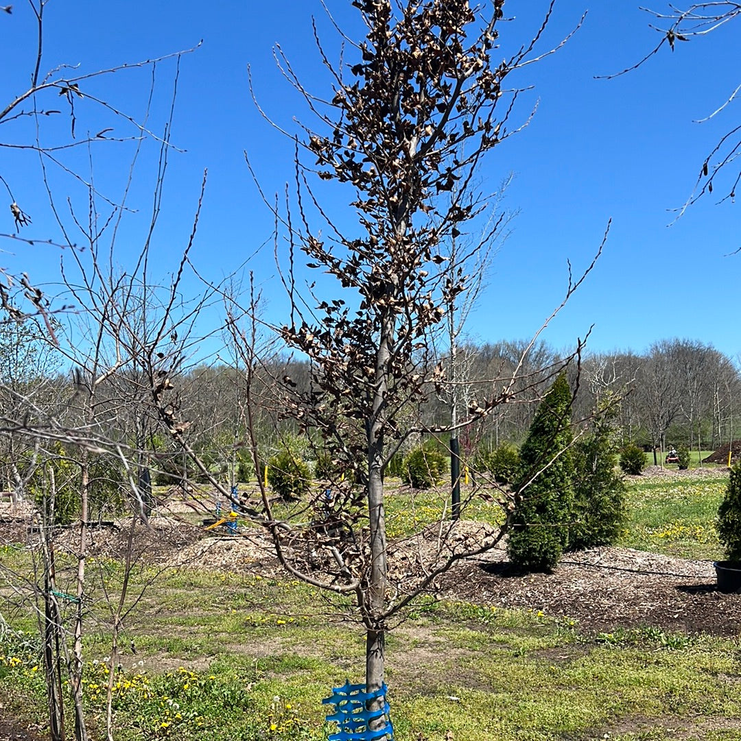 Hornbeam