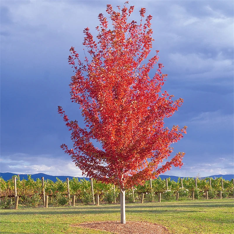 3.5" Autumn Blaze Maple
