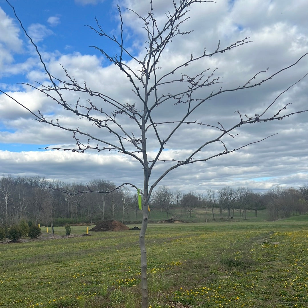 Forest Pansy Redbud - π²