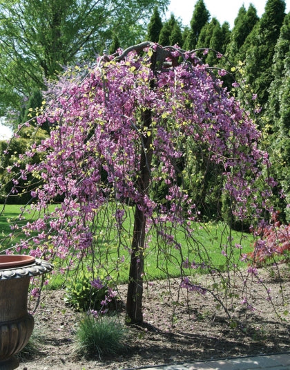 2” Weeping Standard Redbud - 🌲