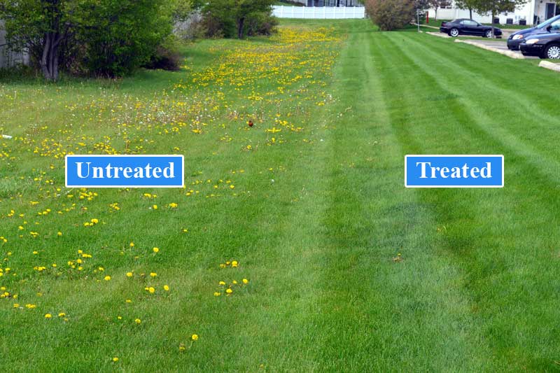 13-0-0 Pre Emergent Fertilizer - 🌲