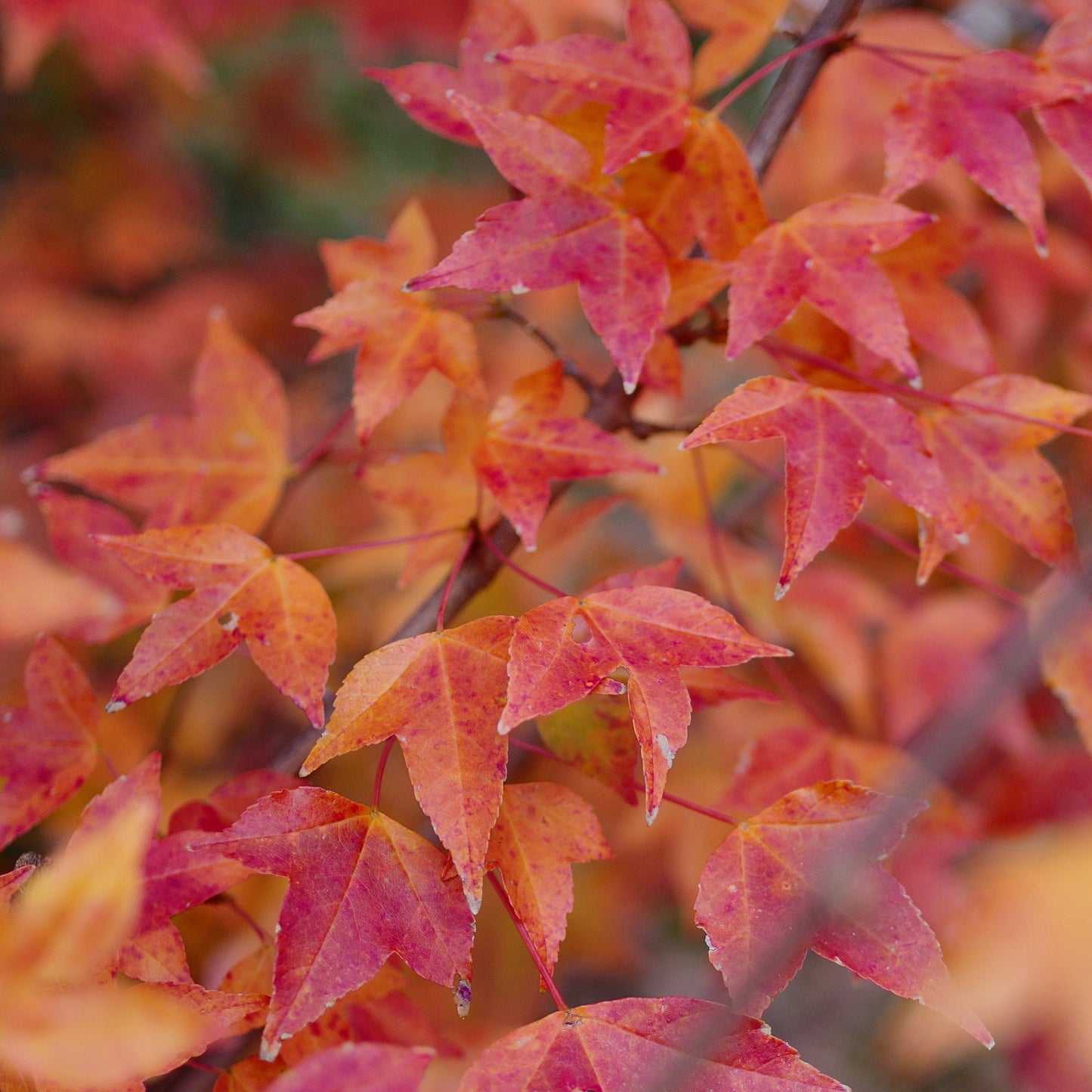Trident Maple - 12/2023 - 🌲