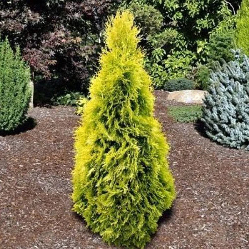 Green Giant - Yellow Ribbon 5’ 12/2023