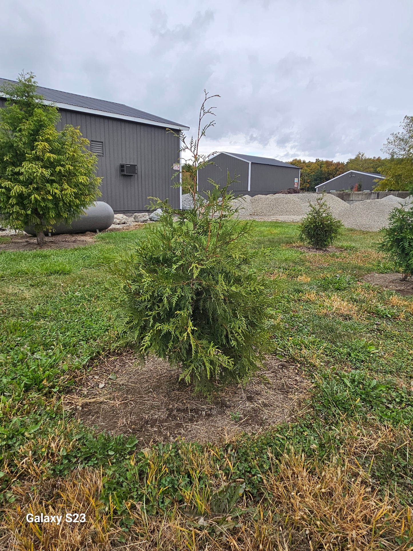Green Giant Arborvitae 4'