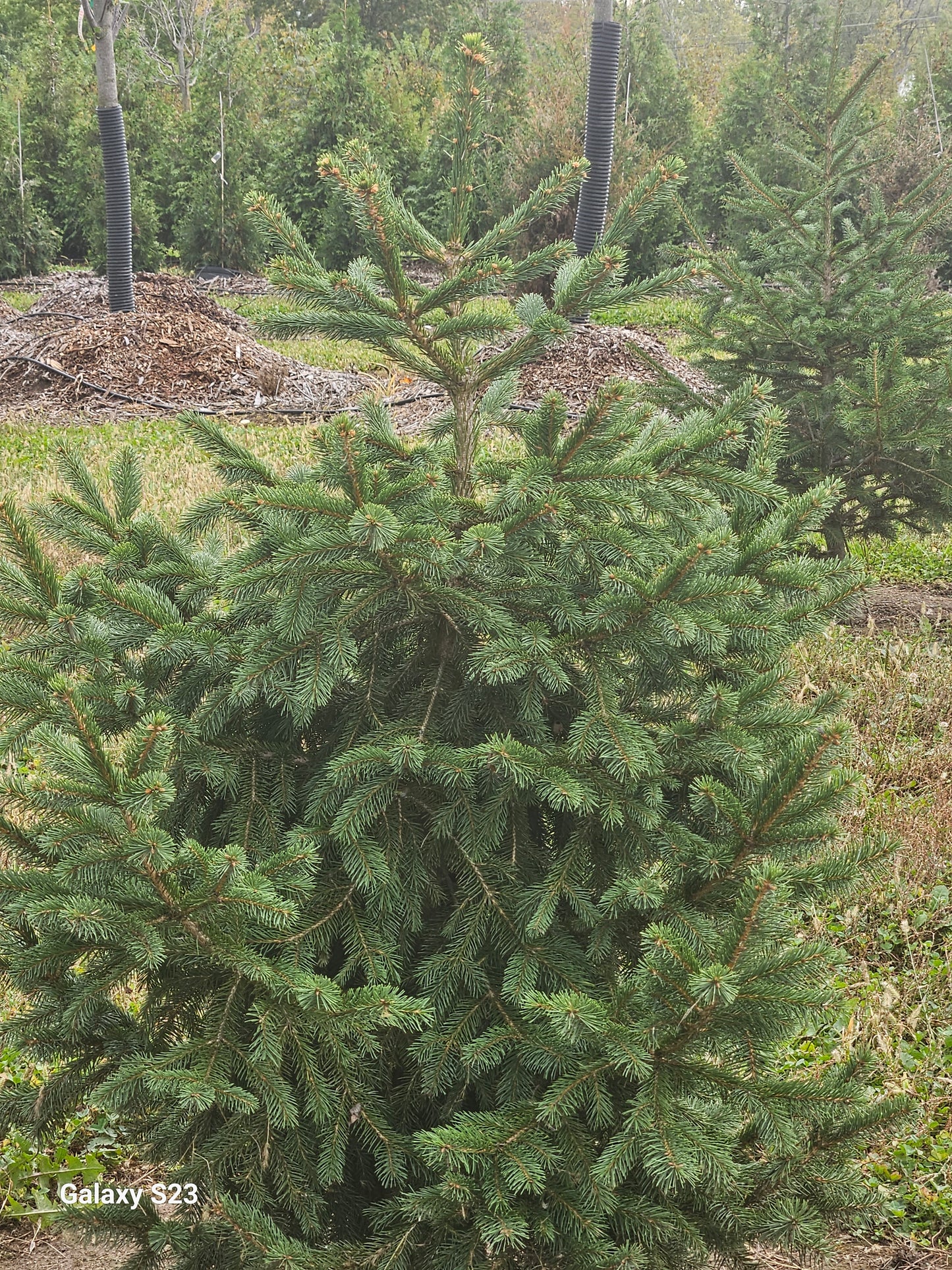 30" Norway Spruce field grown