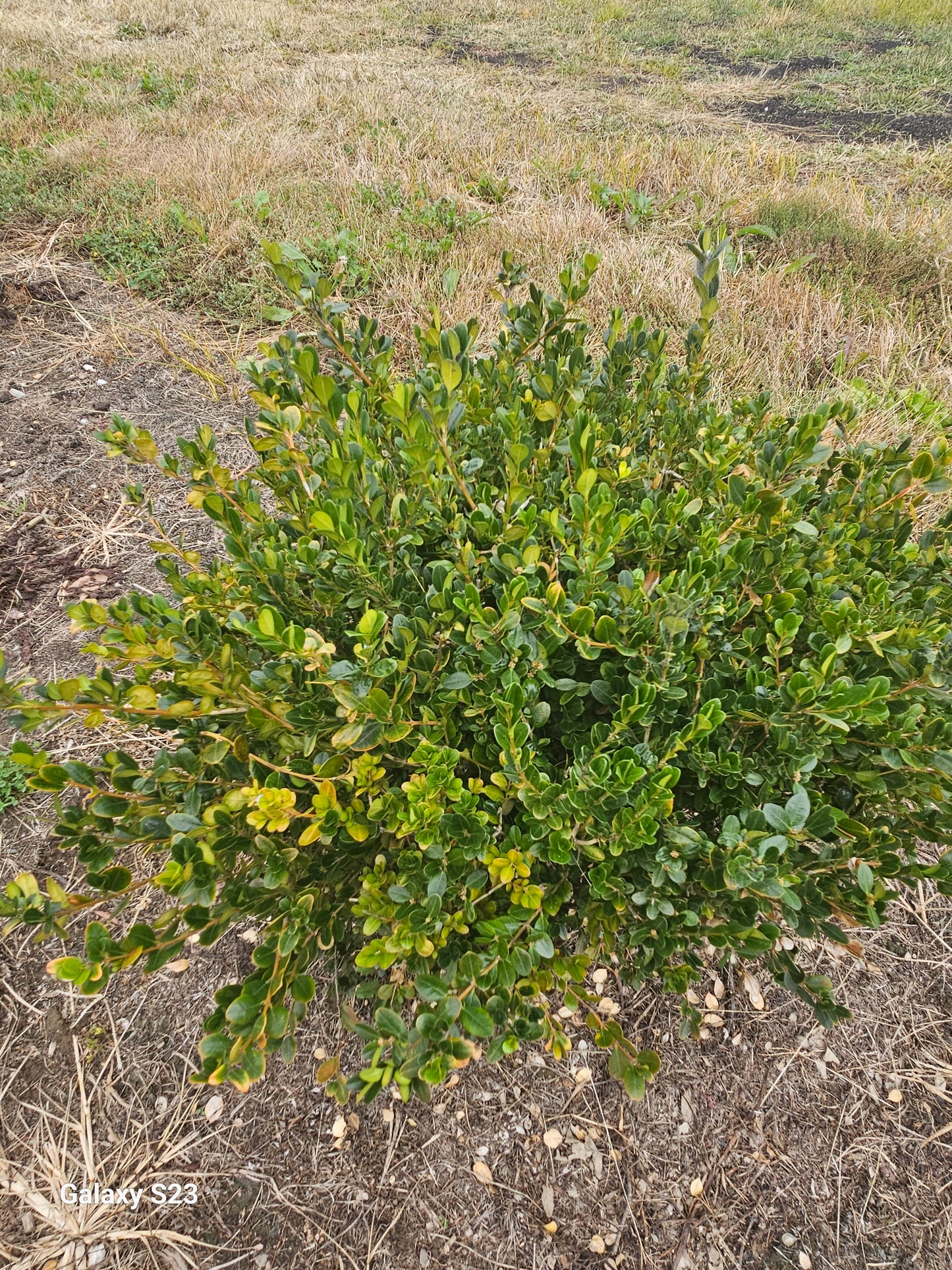 Green Gem Boxwood (field grown)