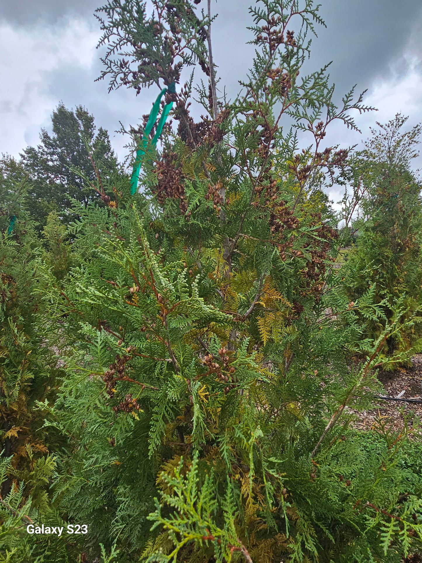 8' Techny (Skinny) Arborvitae