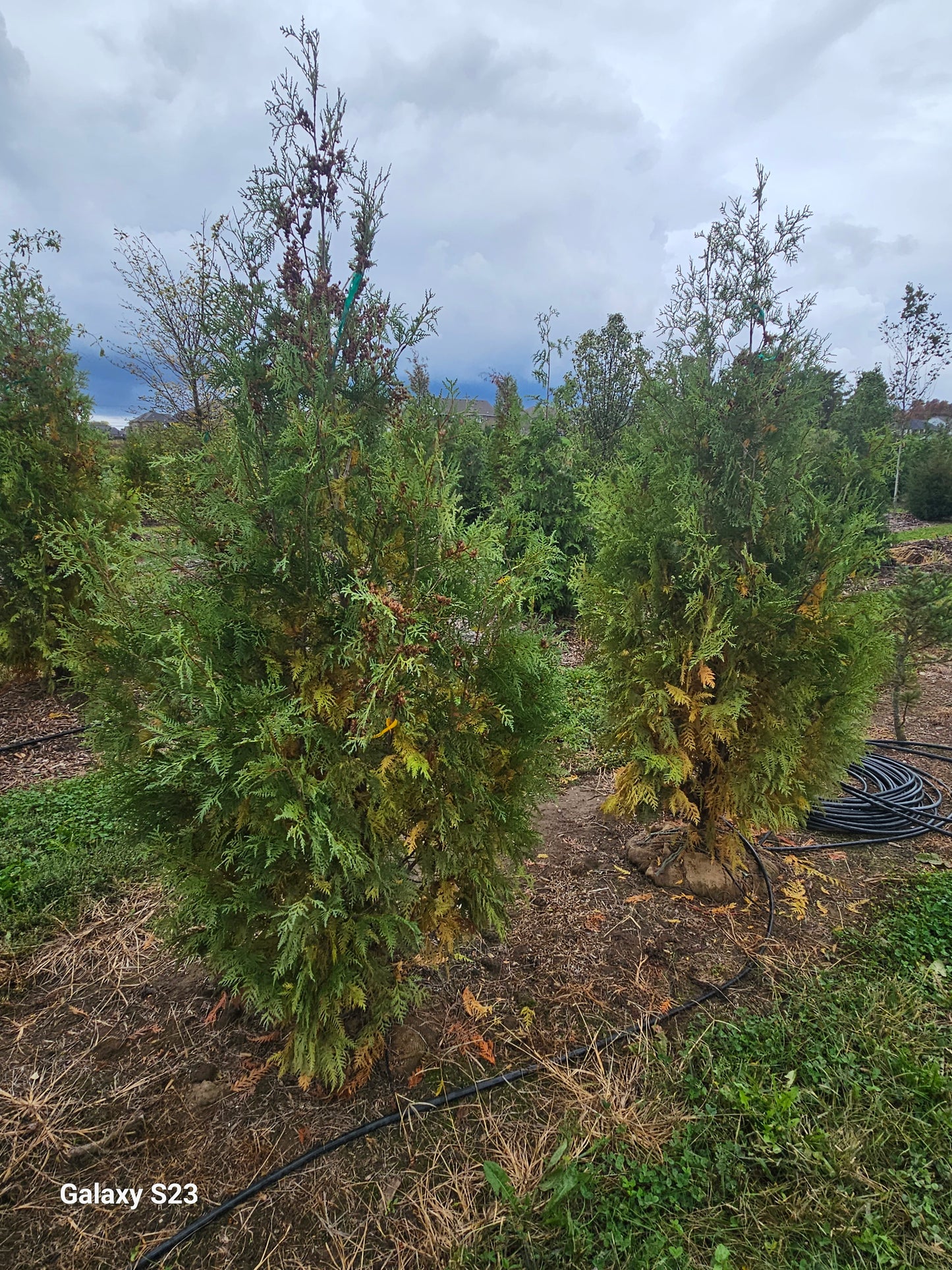 8' Techny (Skinny) Arborvitae