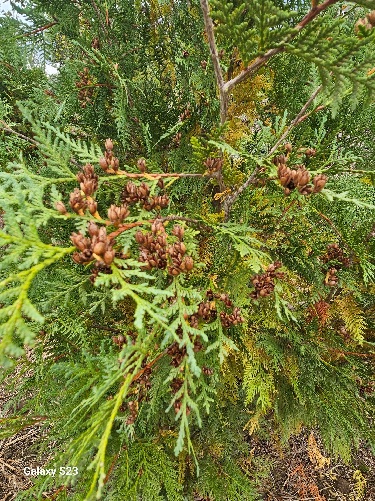 8' Techny (Skinny) Arborvitae