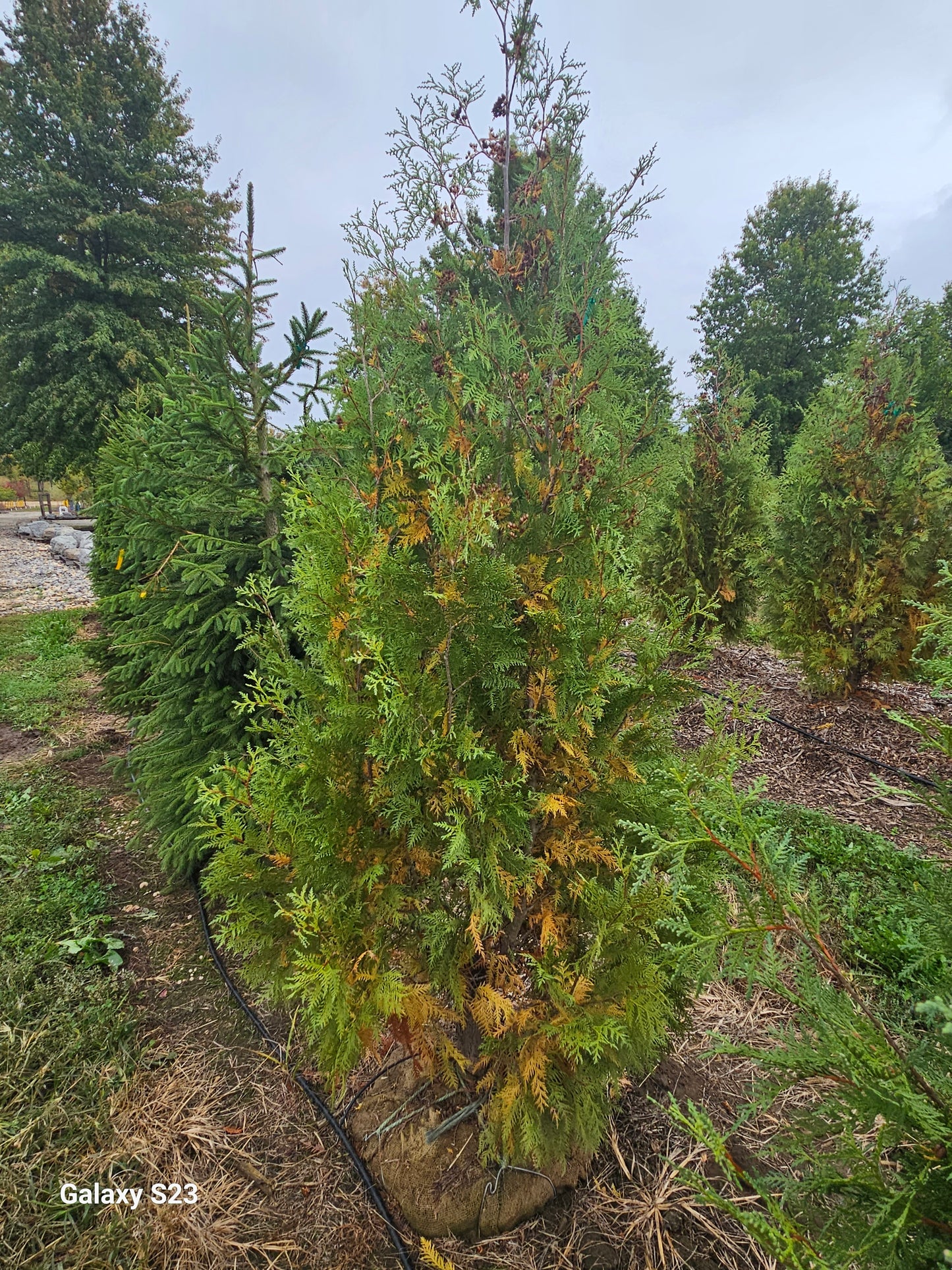 8' Techny (Skinny) Arborvitae