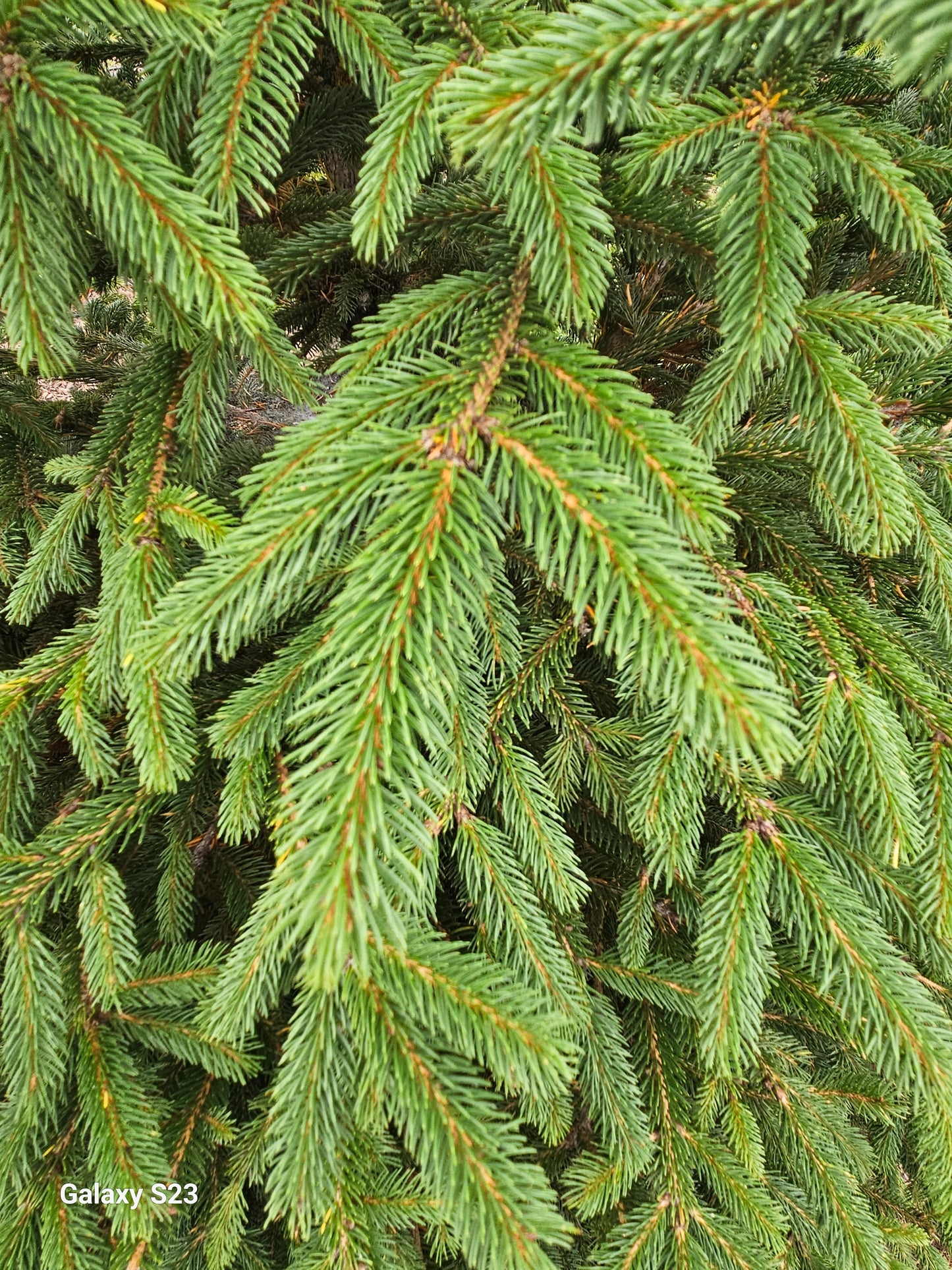 8' Norway Spruce 🇳🇴