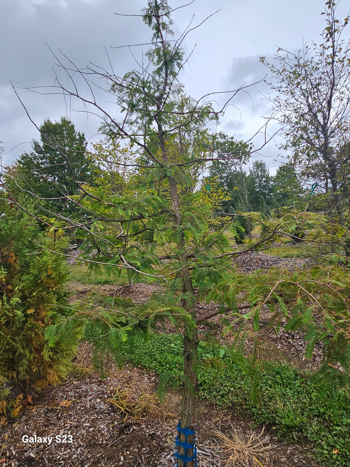 8' Bald Cypress 25G container