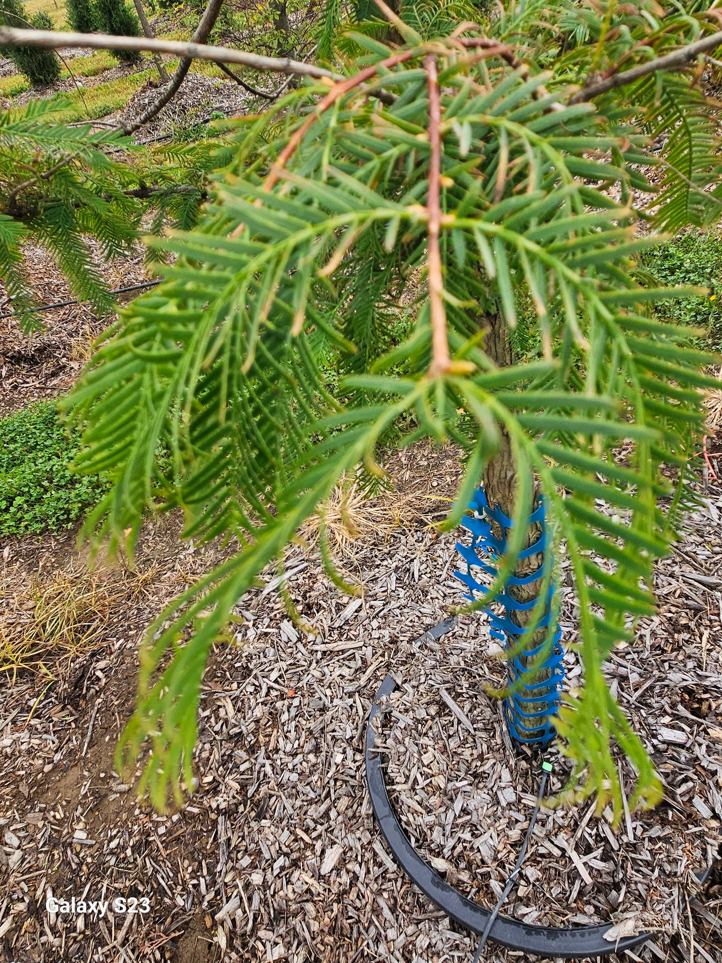8' Bald Cypress 25G container