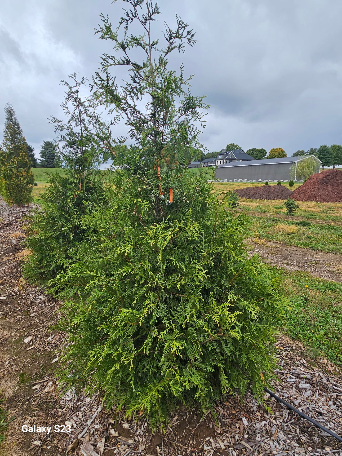 8' Green Giant Arborvitae - 🌲