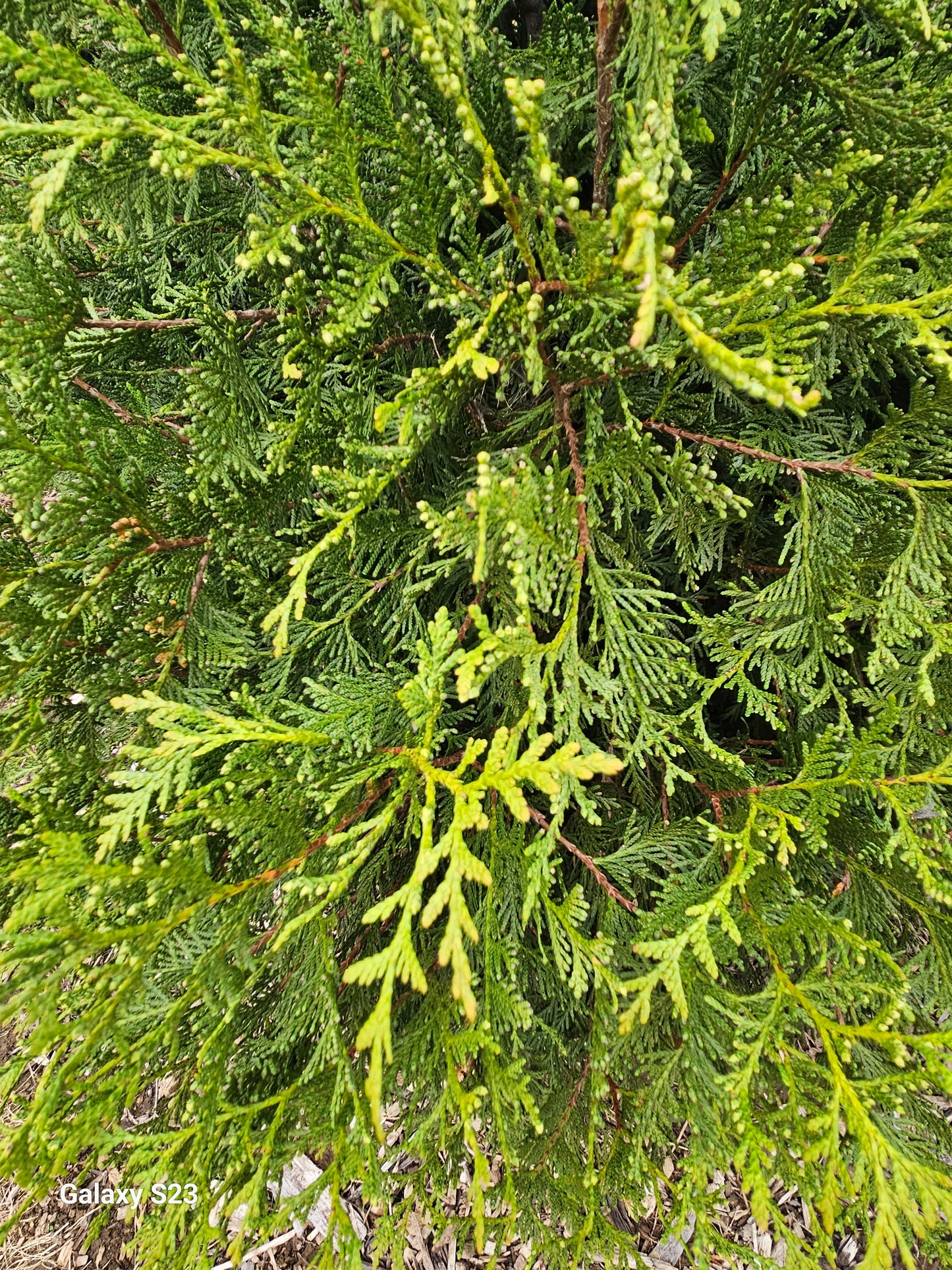 8' Spring Grove Arborvitae - 🌲