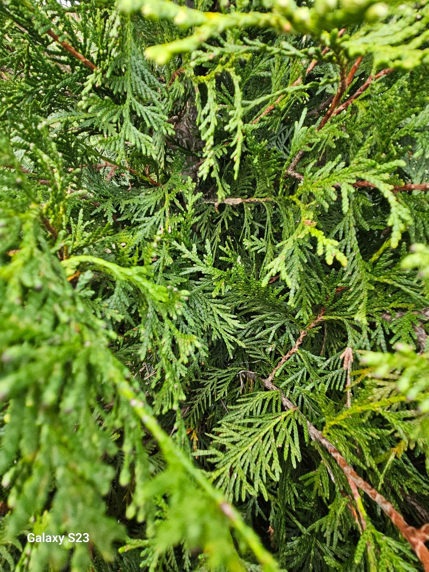 8' Spring Grove Arborvitae - 🌲