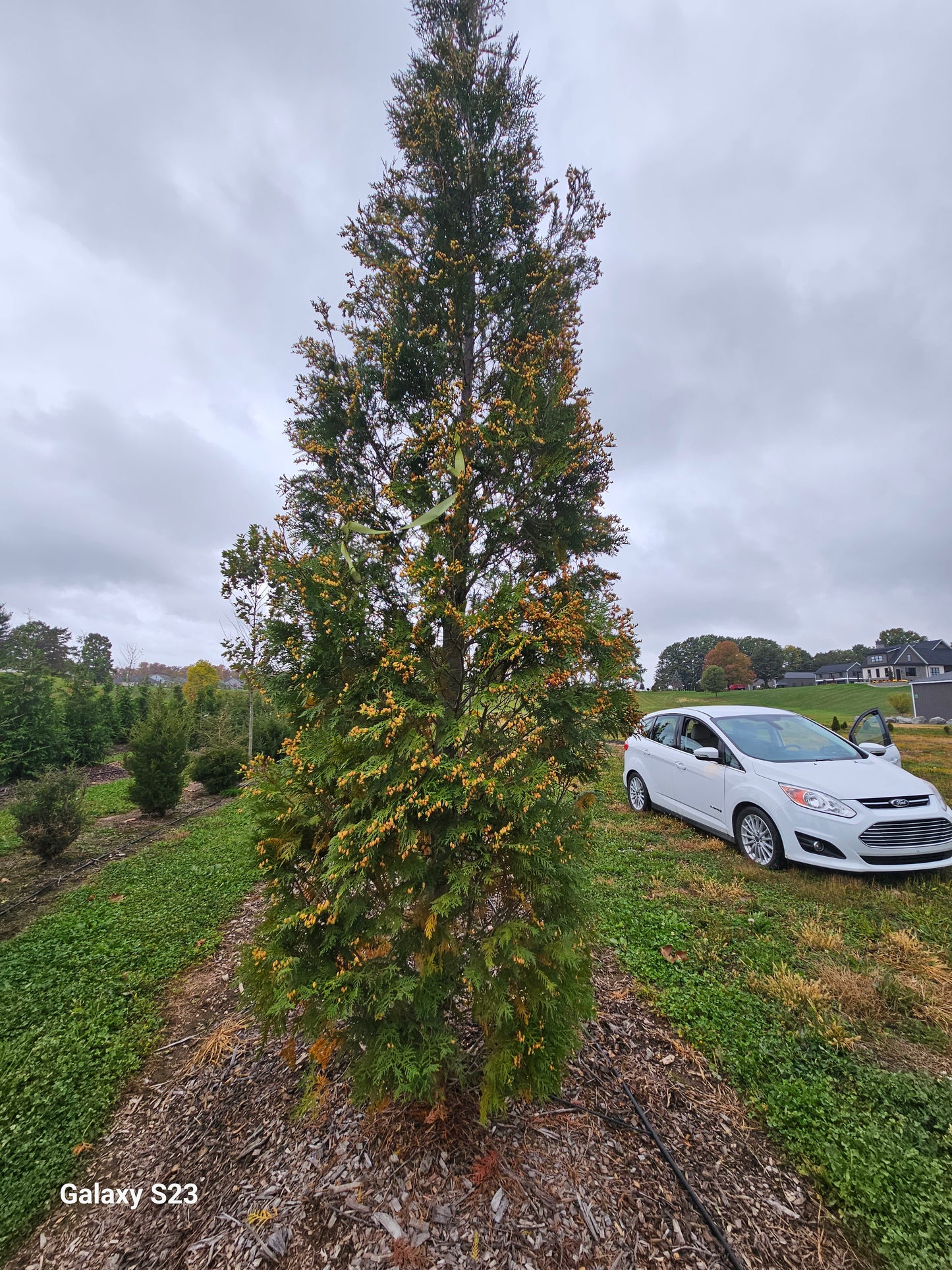 15’ Techny Arborvitae - 🌲