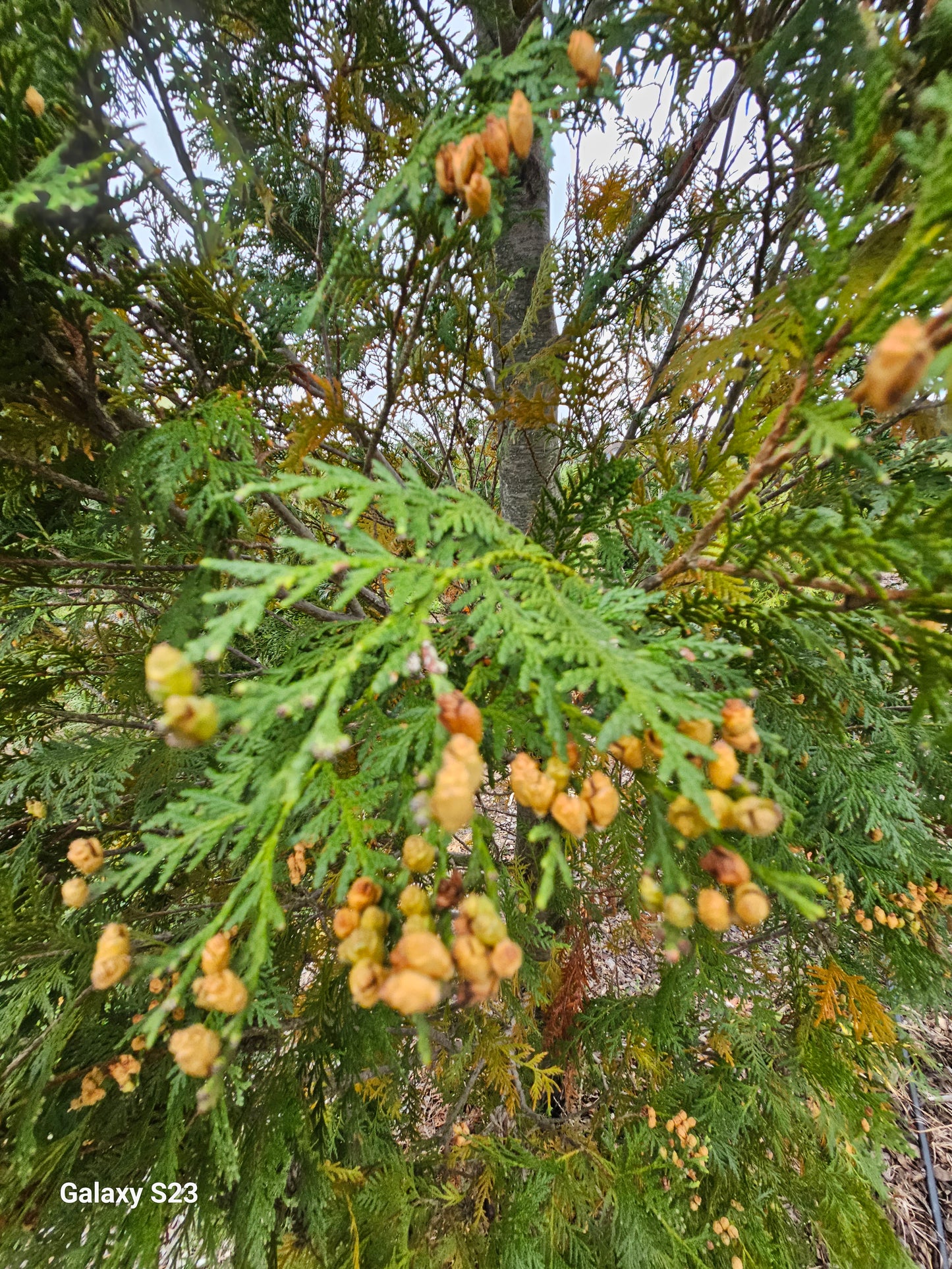 15’ Techny Arborvitae - 🌲