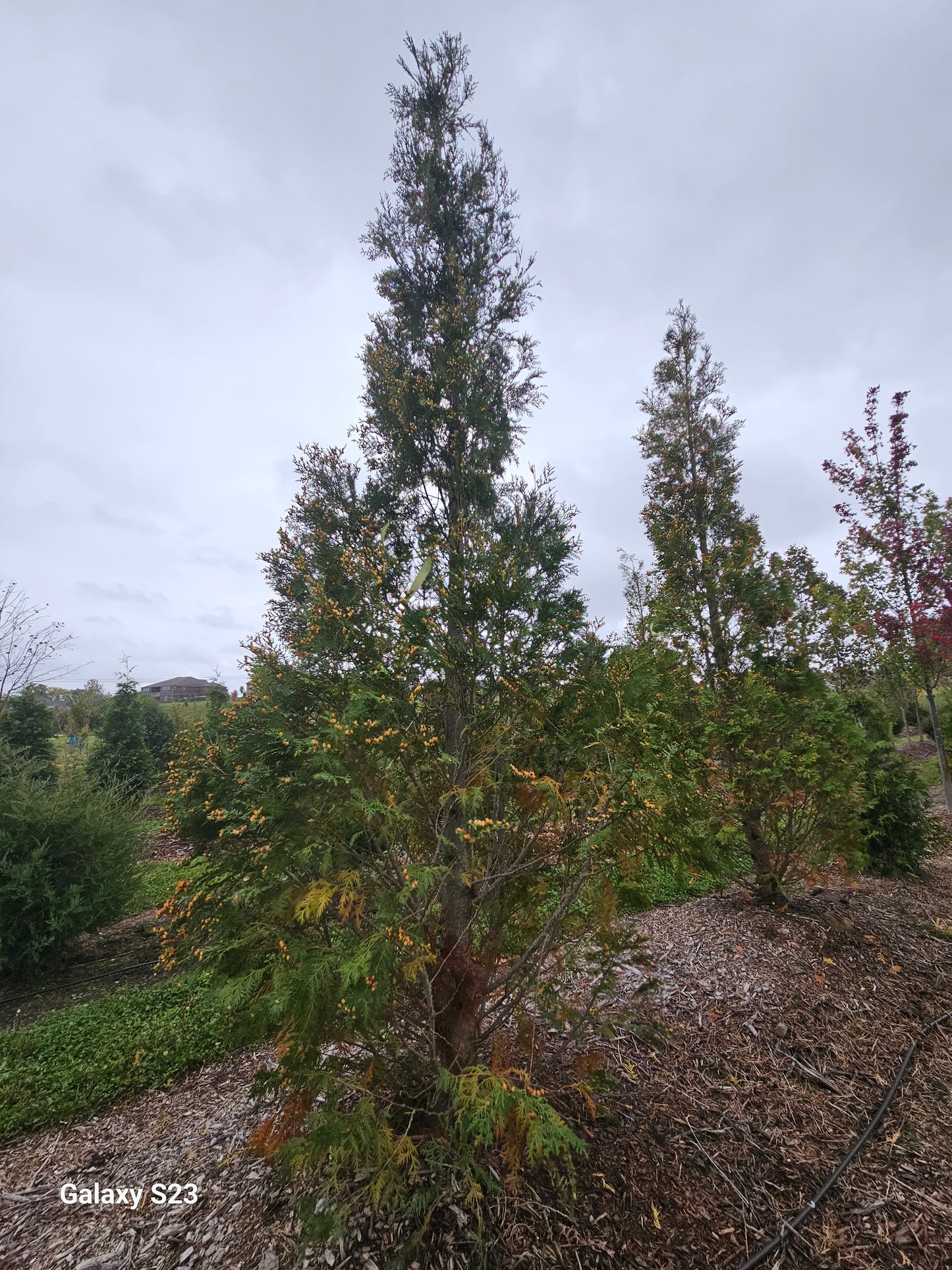 15’ Techny Arborvitae - 🌲