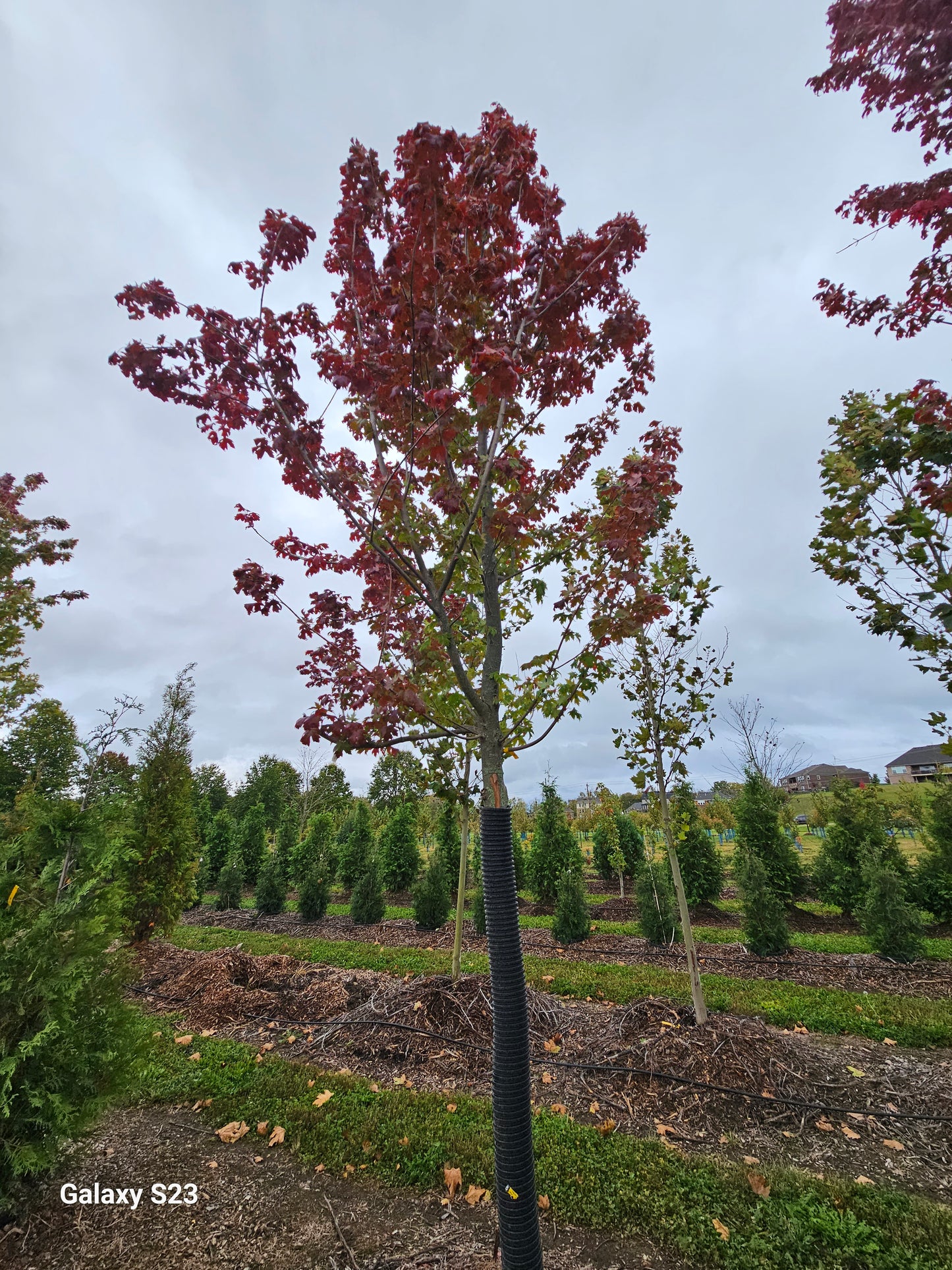 3.5" Autumn Blaze Maple