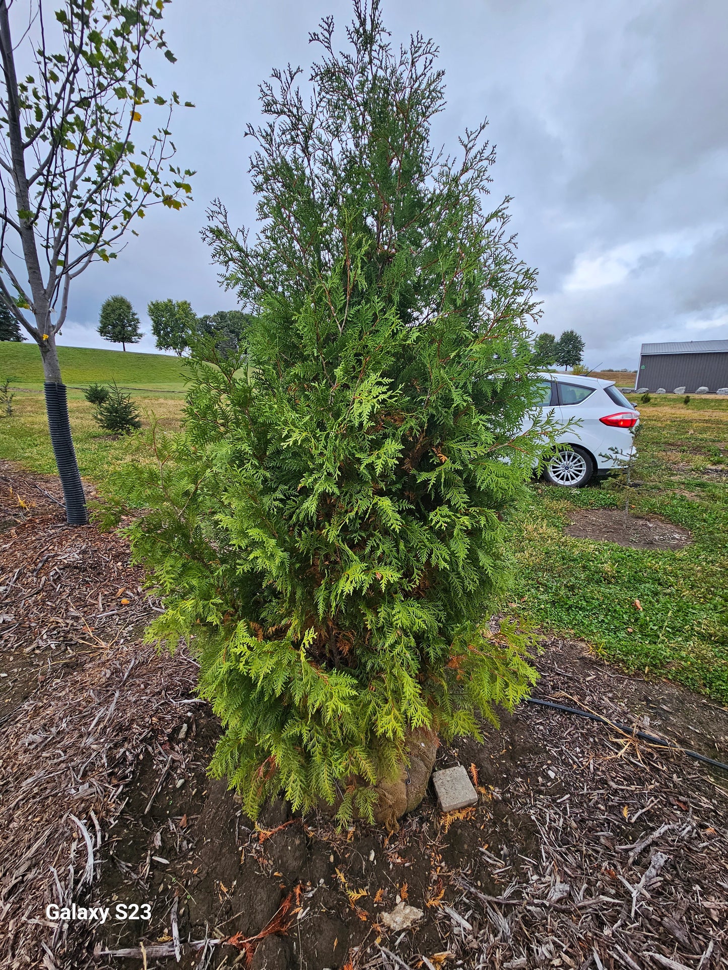 8' Techney Arborvitae (Fat)