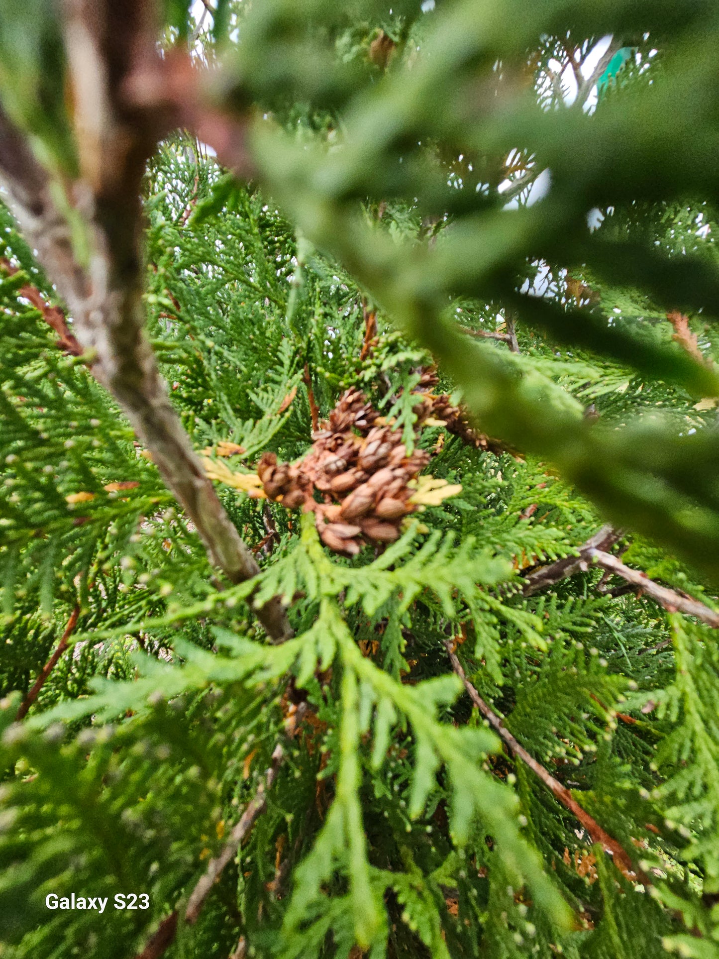 8' Techney Arborvitae (Fat)