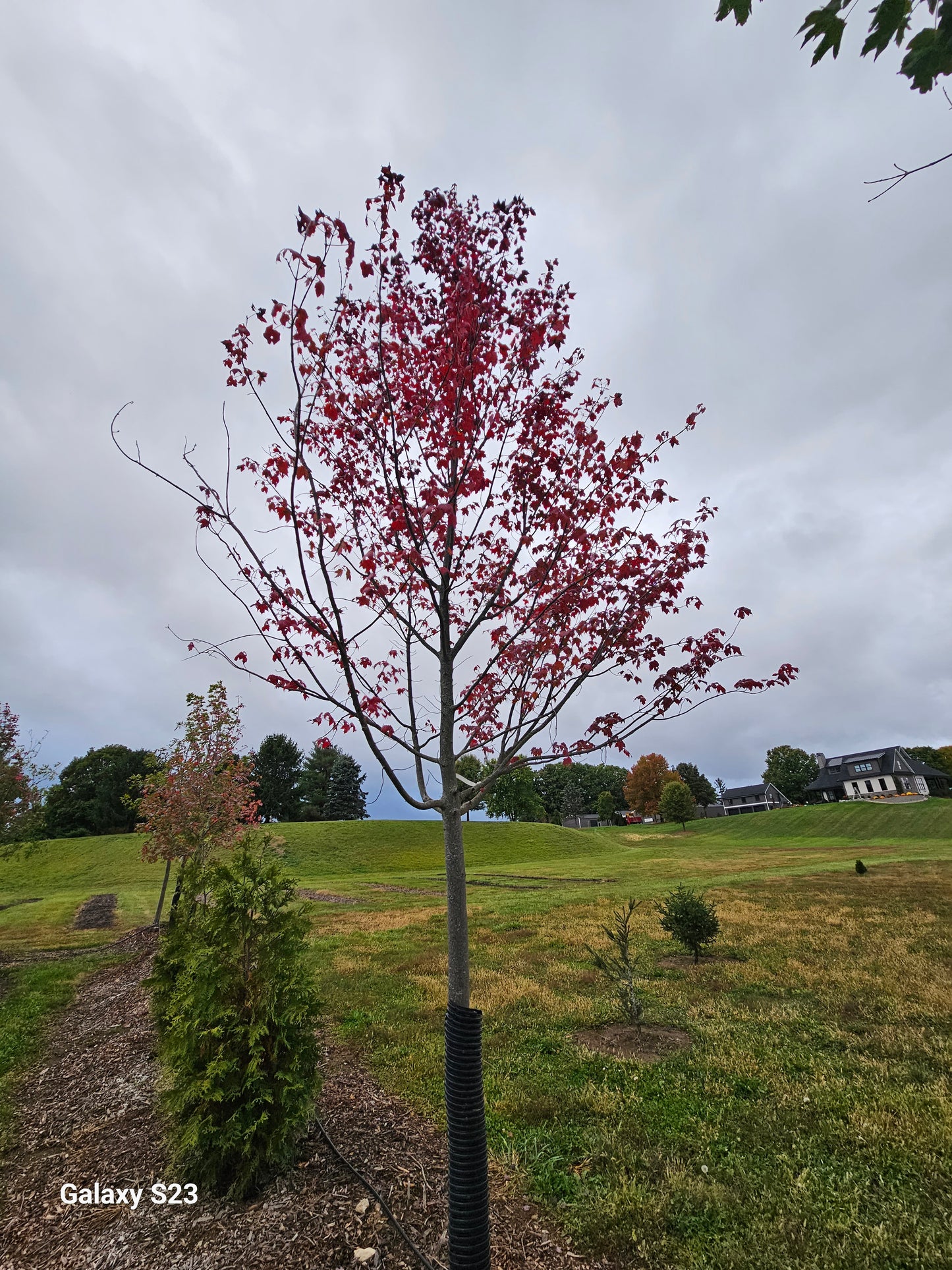 3" Burgendy Bell Maple 🍁