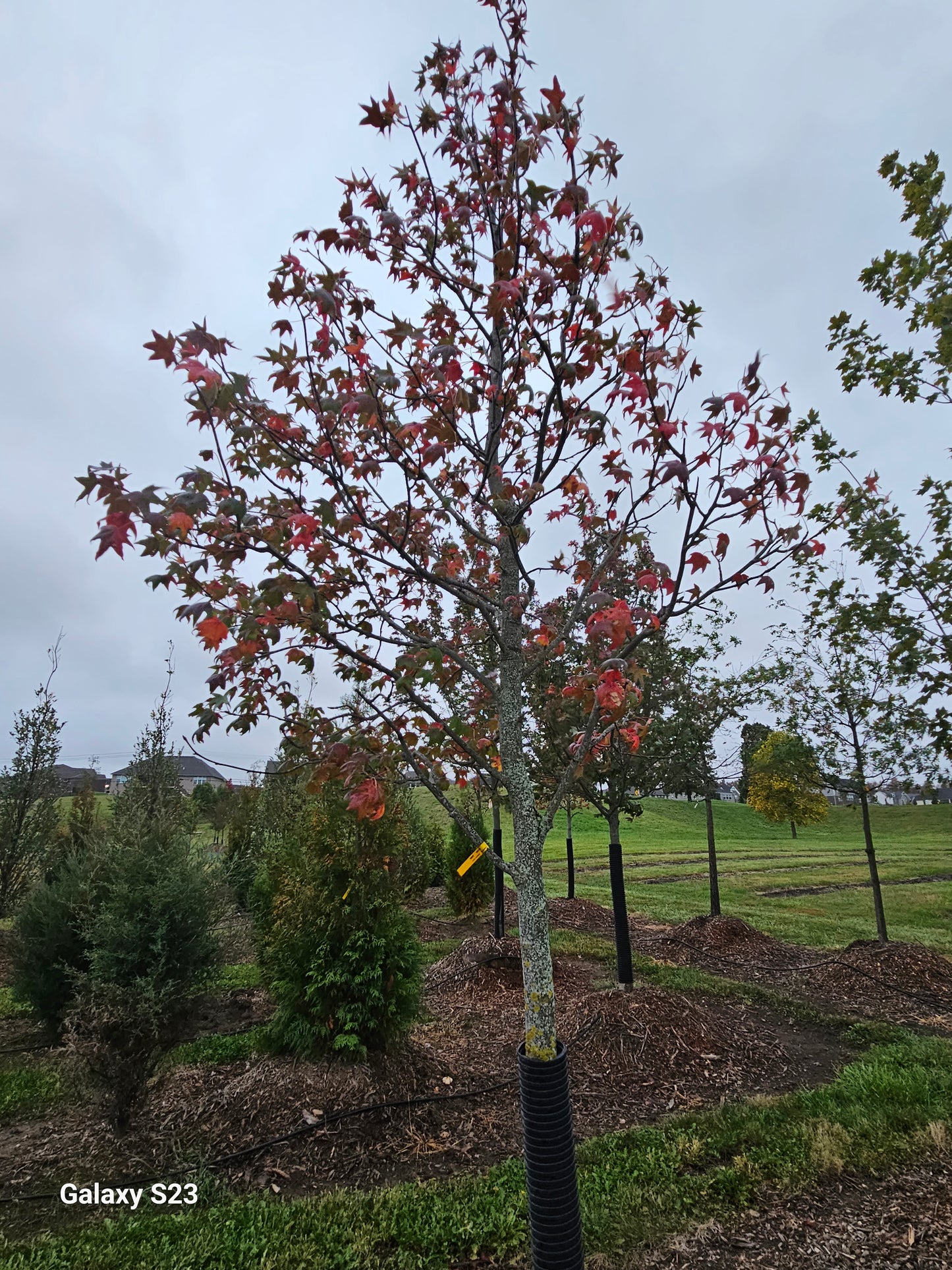 Sweet Gum - 🌲