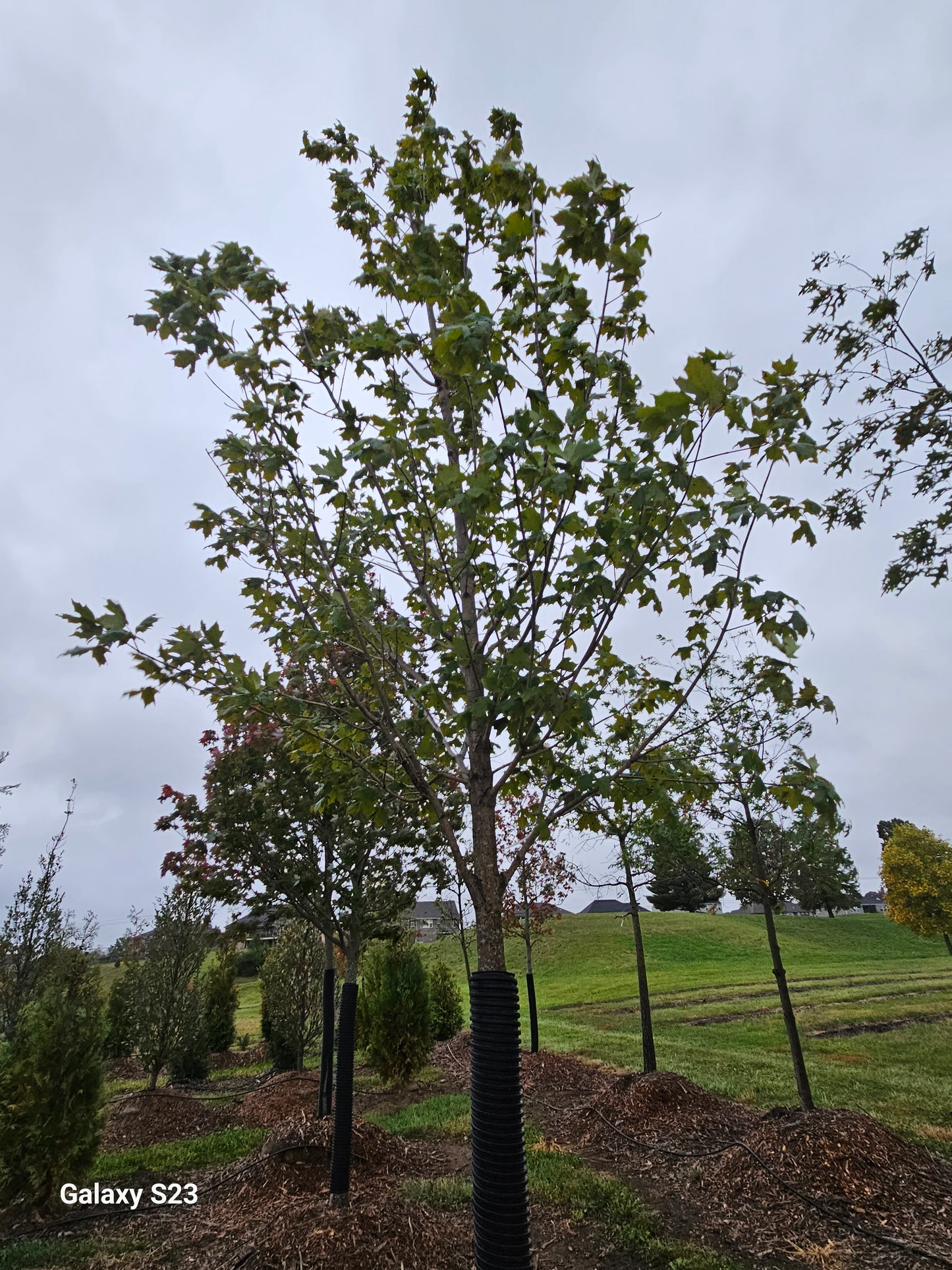 Oregon Trail Sugar Maple - 🌲